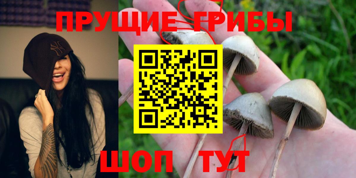 Псилоцибиновые грибы Psilocybine cubensis  Вход с VPN  Курчатов  Псилоцибиновые грибы GOLDEN TEACHER 